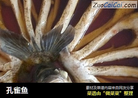 孔雀鱼