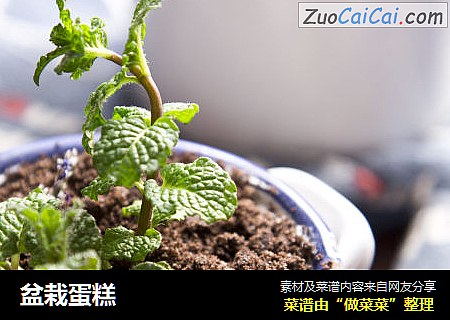 盆栽蛋糕