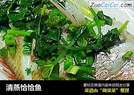 清蒸恰恰鱼