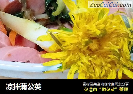 凉拌蒲公英