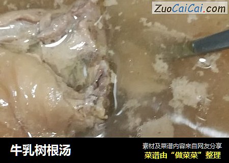 牛乳树根汤