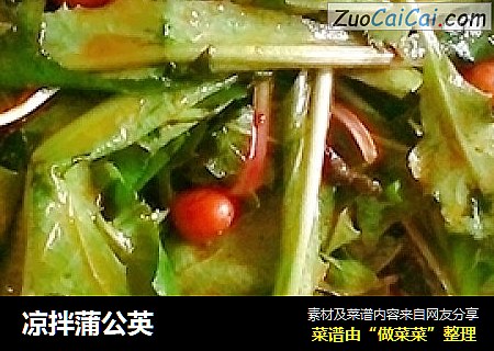 凉拌蒲公英