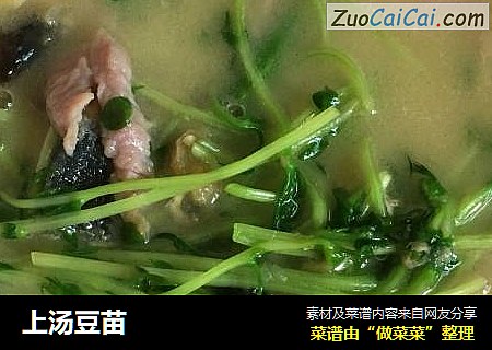 上汤豆苗