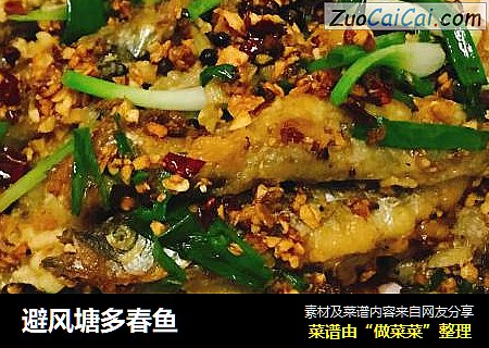 避风塘多春鱼