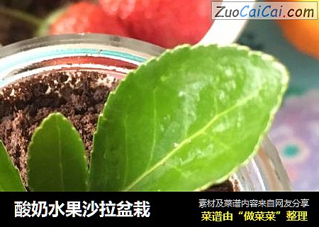 酸奶水果沙拉盆栽