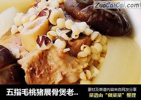 五指毛桃猪展骨煲老节瓜汤