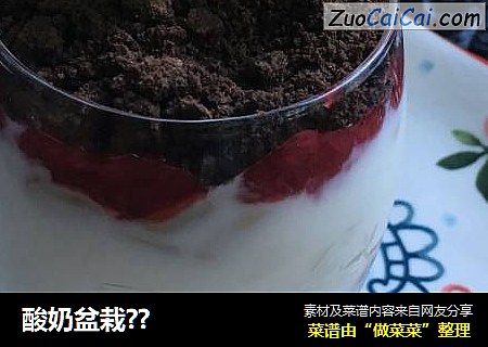 酸奶盆栽??
