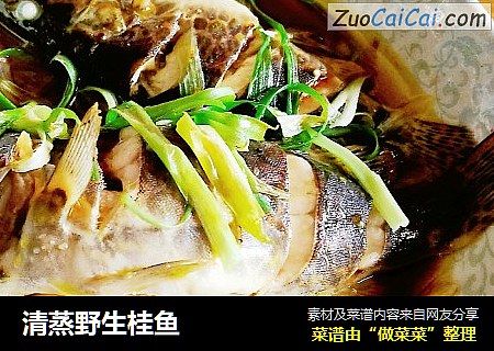 清蒸野生桂鱼