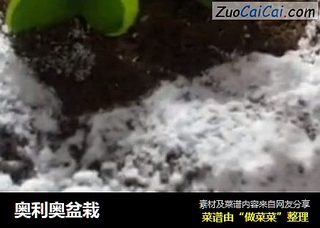 奥利奥盆栽