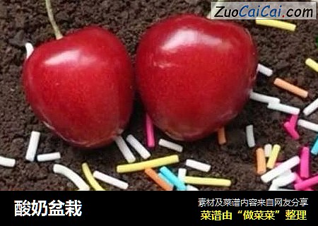 酸奶盆栽