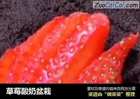 草莓酸奶盆栽
