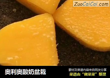 奥利奥酸奶盆栽