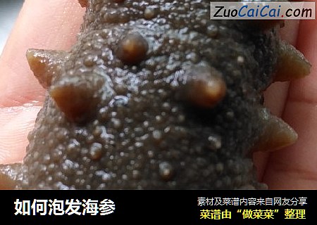 如何泡发海参