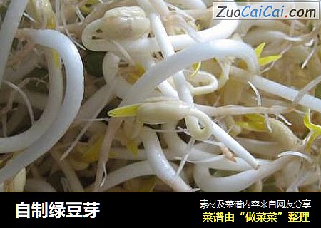 自制绿豆芽