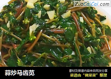 蒜炒马齿苋
