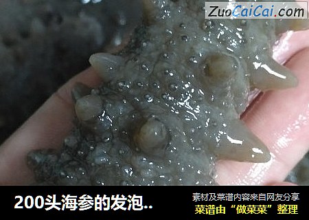 200头海参的发泡方法
