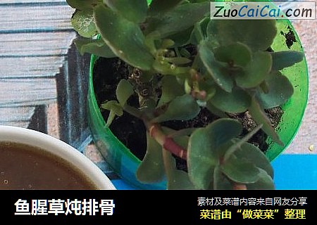 鱼腥草炖排骨