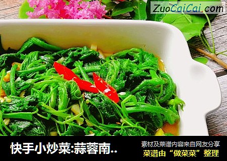 快手小炒菜:蒜蓉南瓜藤