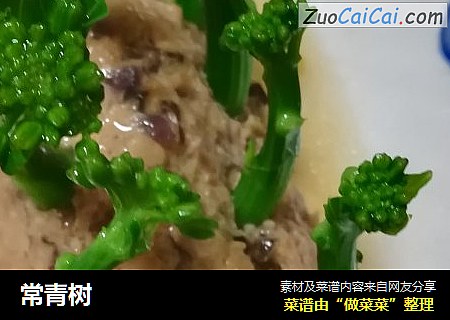 常青树