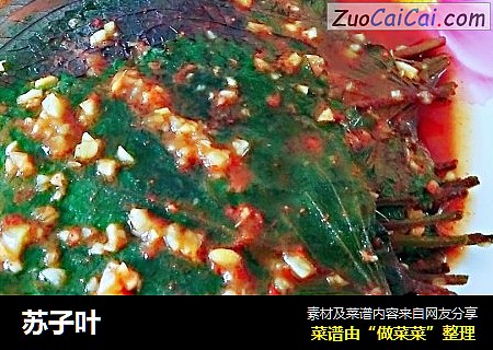 苏子叶