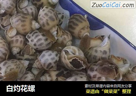 白灼花螺