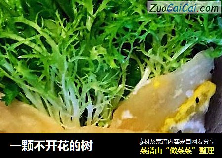 一颗不开花的树