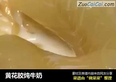 黄花胶炖牛奶