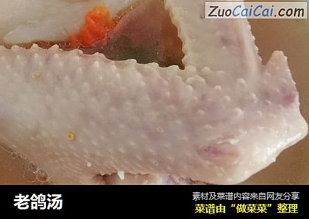 老鸽汤