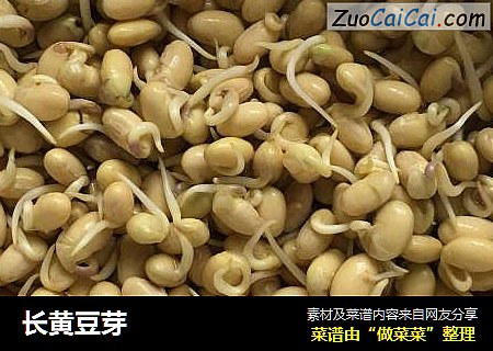 长黄豆芽