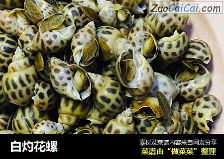 白灼花螺
