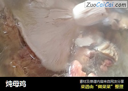 炖母鸡