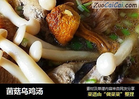 菌菇乌鸡汤