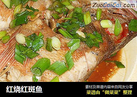 红烧红斑鱼