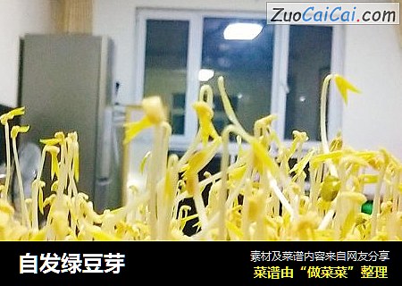 自发绿豆芽