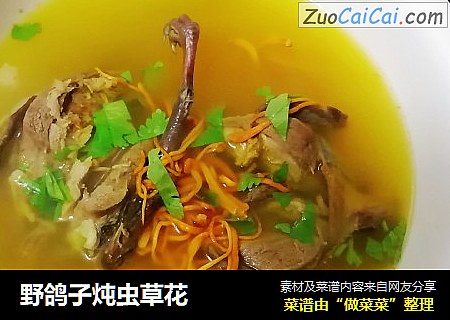 野鸽子炖虫草花
