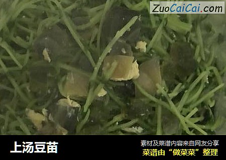 上汤豆苗