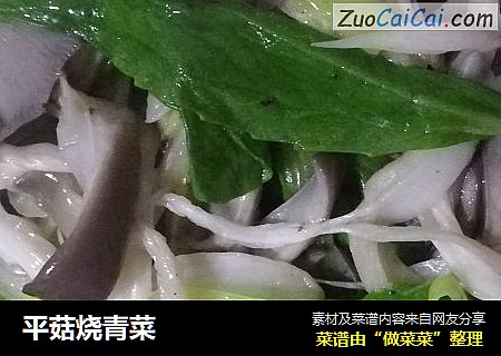 平菇烧青菜