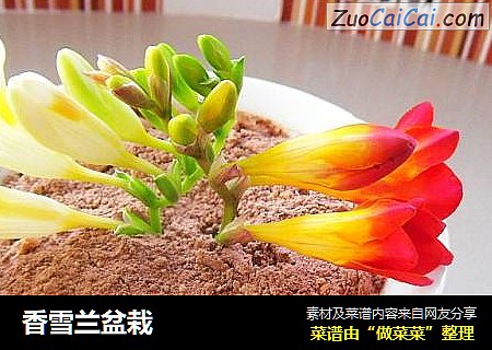 香雪兰盆栽