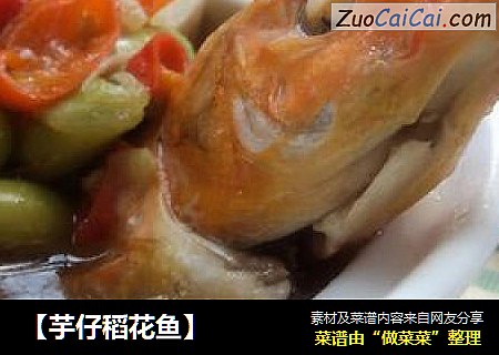 ［芋仔稻花鱼］