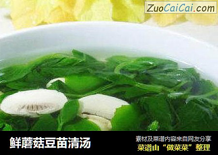 鲜蘑菇豆苗清汤
