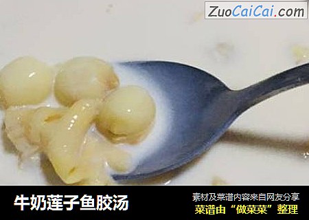 牛奶莲子鱼胶汤