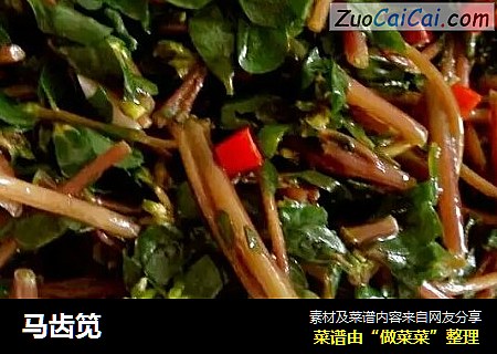 马齿笕