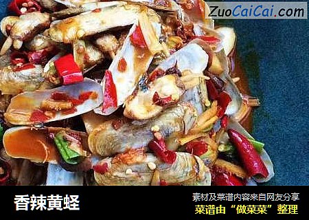 香辣黄蛏