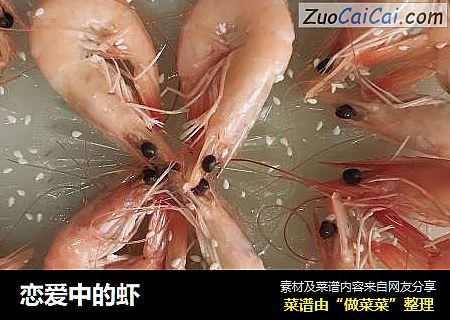 恋爱中的虾