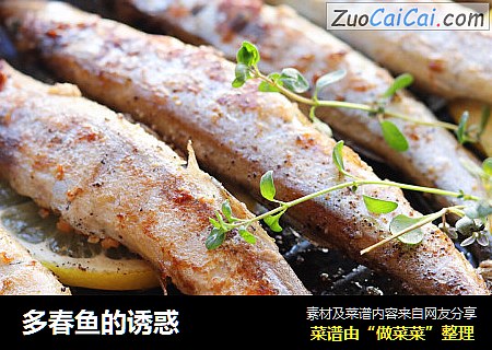 多春鱼的诱惑