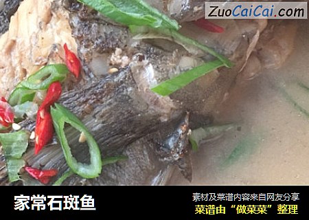 家常石斑鱼