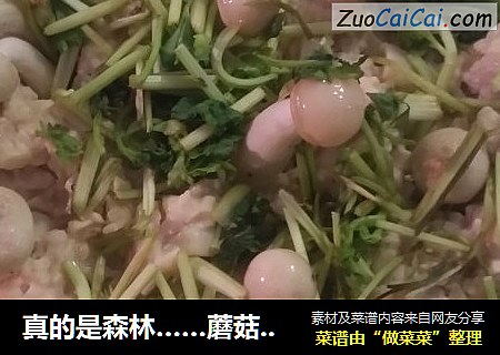 真的是森林……蘑菇森林