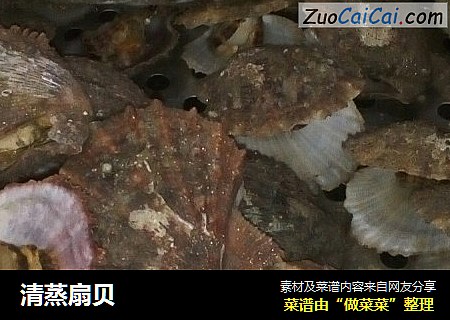 清蒸扇贝