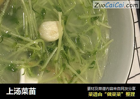 上汤菜苗
