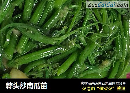蒜头炒南瓜苗